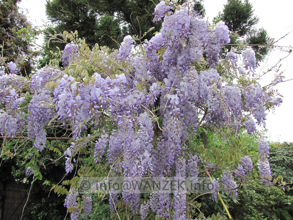 Wisteria floribunda Macrobotrys 03.JPG